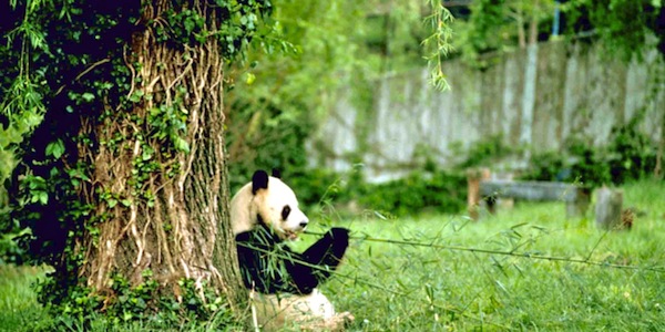 Unflod Baby Panda