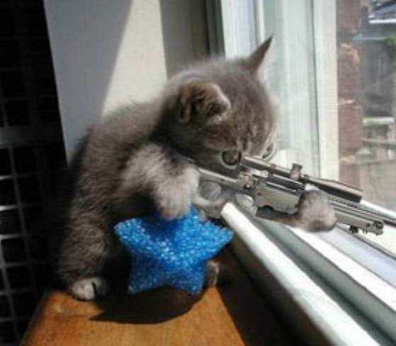 Francotirador gato